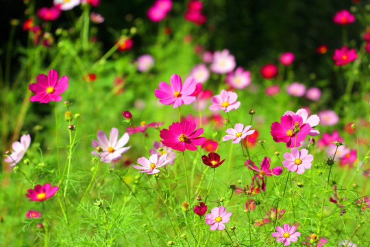 花花草草