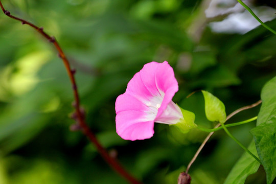 花花草草