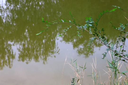 水景