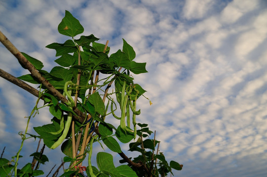 秋芸豆