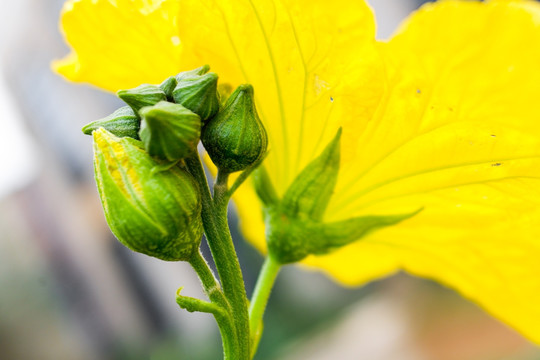 菜园丝瓜