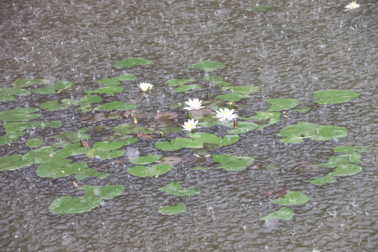 雨中莲花