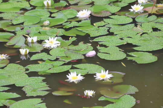 夏日莲花