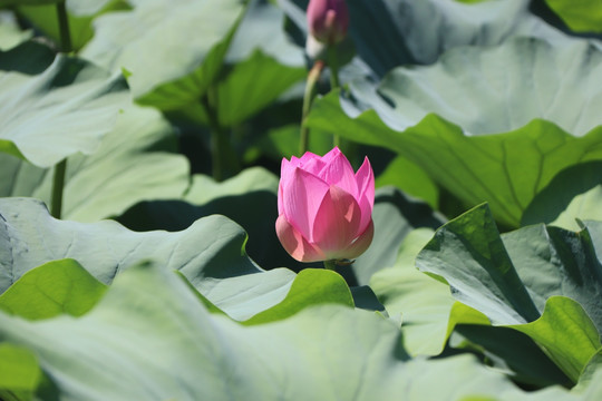 夏日荷花