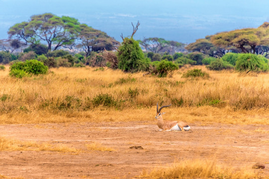 非洲肯尼亚安博塞利黑斑羚羊