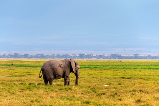 肯尼亚安博塞利大象