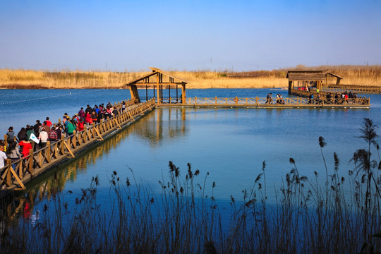 江苏溱湖湿地