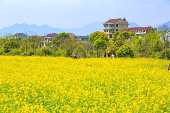 油菜花