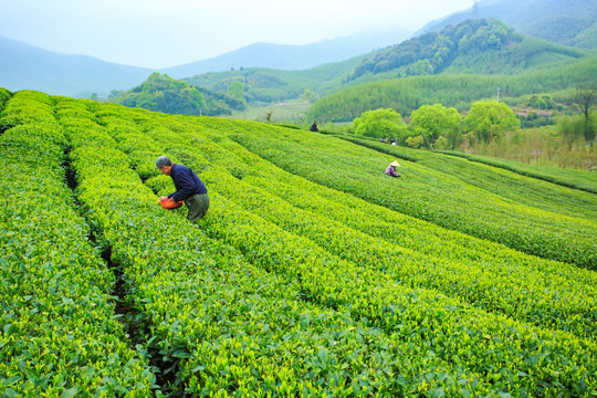 莫干山茶山