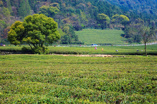 旅游度假区