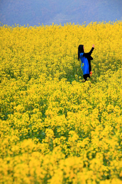 油菜花