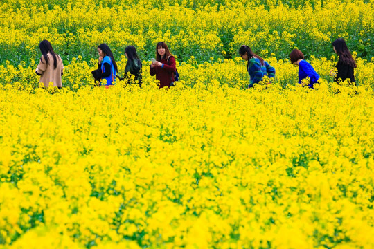 油菜花