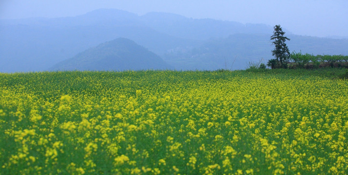 油菜田