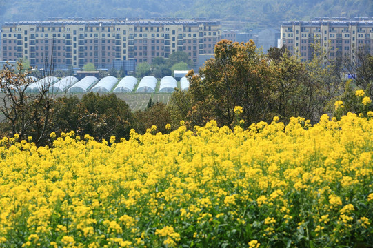 油菜花