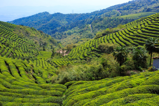 茶山