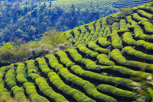 茶山