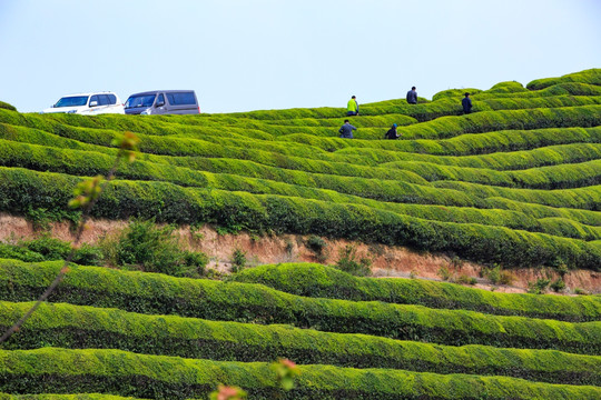 茶山