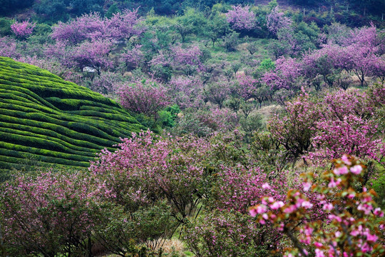 茶山