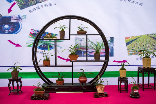 蘭花展覽會