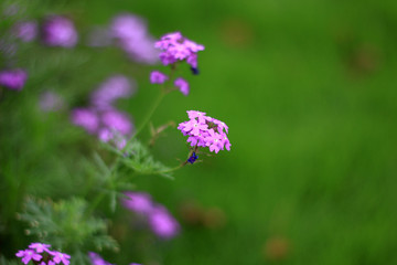 紫色的花