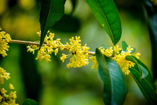 桂花