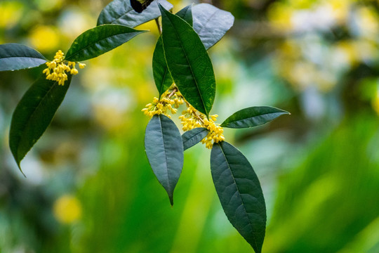 桂花