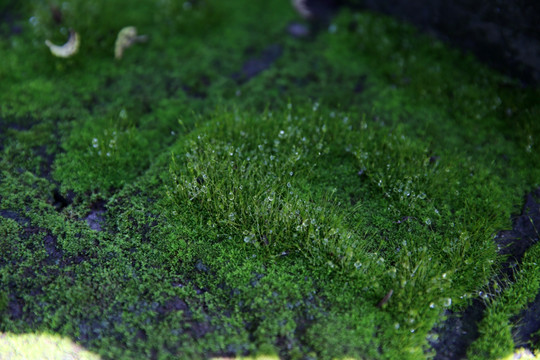瓦砾上的苔藓