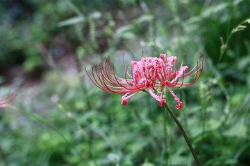 彼岸花