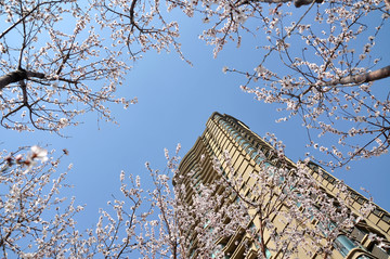 桃花盛开的春天