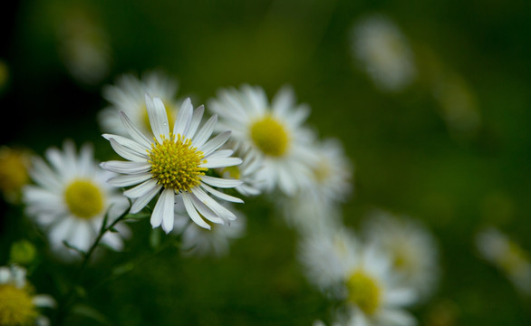 山菊花