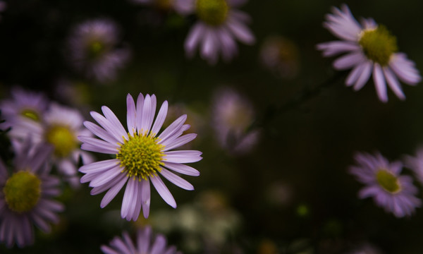 山菊花