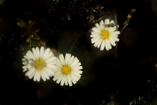 山菊花