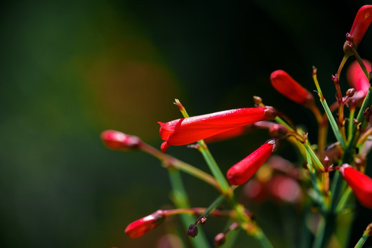 鞭炮花