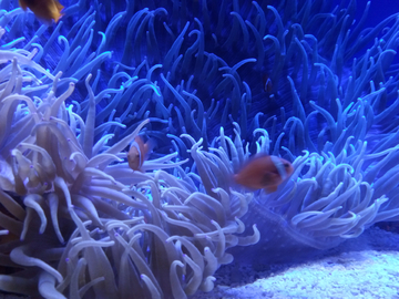 海底世界海葵
