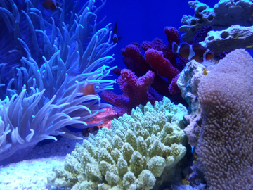 海底世界海葵