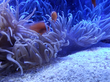 海葵海底世界