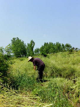 收割油菜籽