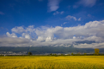 稻田