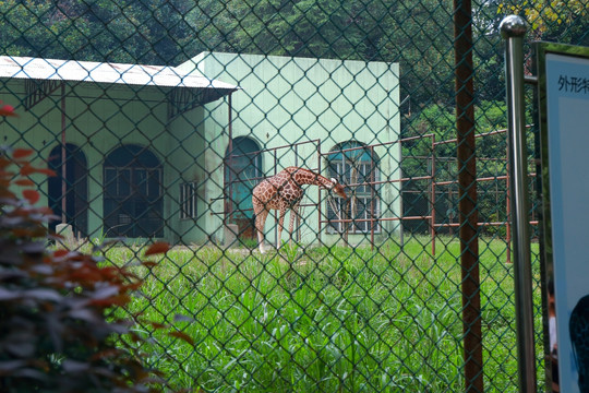 长颈鹿