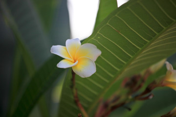 鸡蛋花