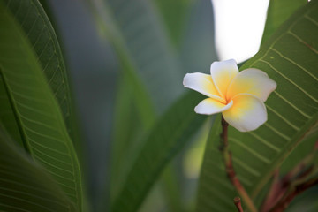 鸡蛋花