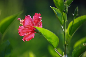 扶桑花