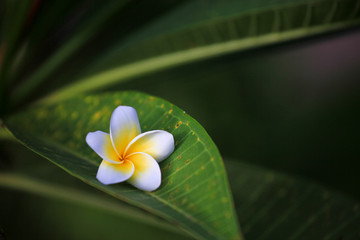 鸡蛋花