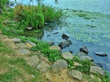 湖畔绿树草地