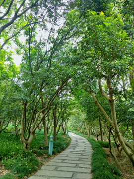 无锡渤公岛 生态湿地公园风景