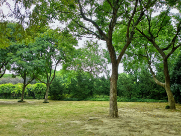 无锡渤公岛 生态湿地公园风景