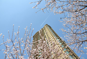 春风桃花开