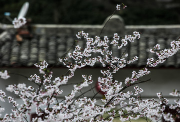 方竹寺樱花