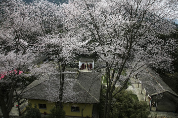 方竹寺樱花