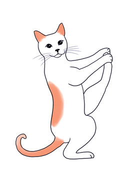 可爱猫瑜伽健身